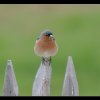 20130513_219